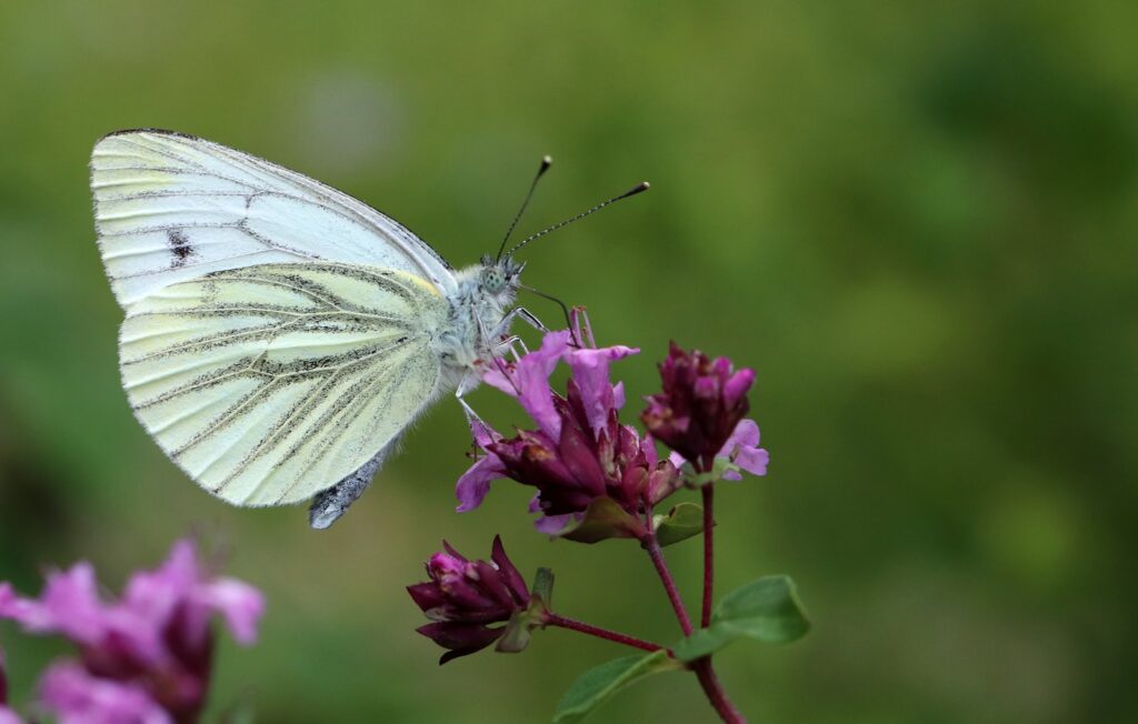 Grønåret kålsommerfugl, Pieris napi