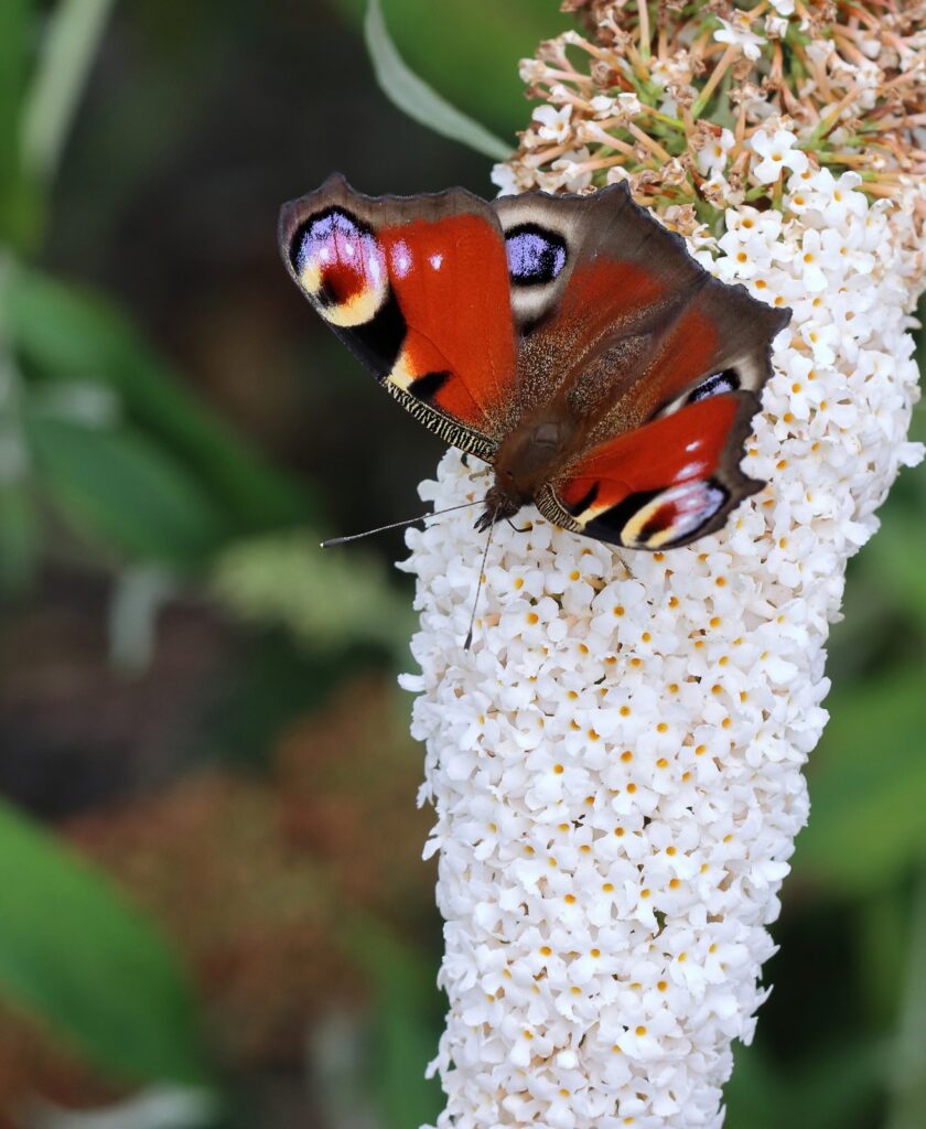 Dagpåfugleøje, Aglais io