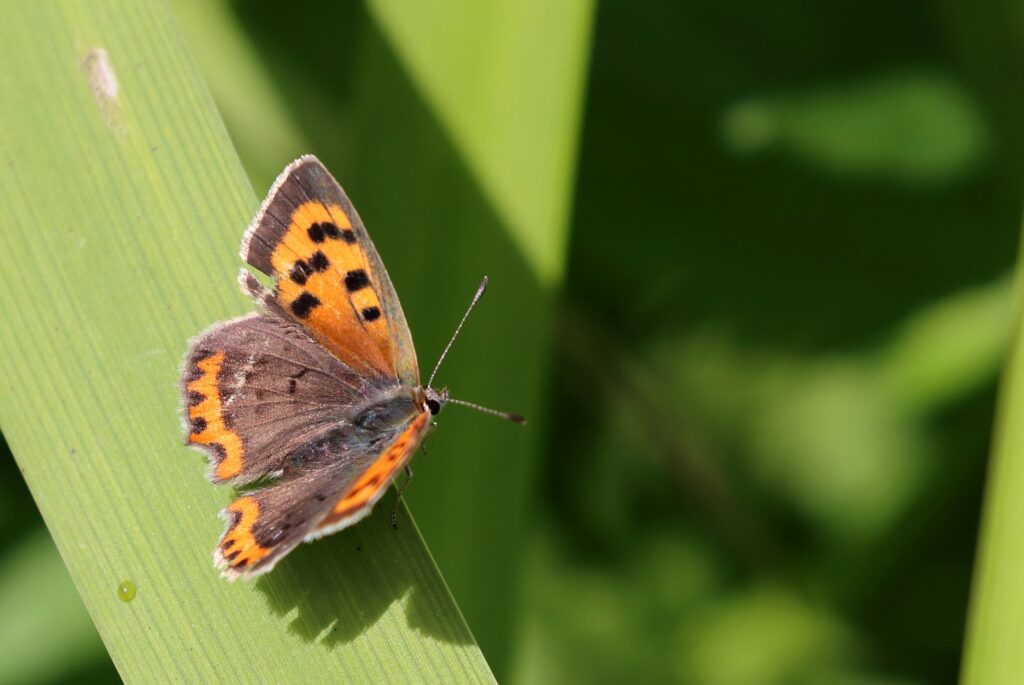 Lille ildfugl, Lycaena phlaeas