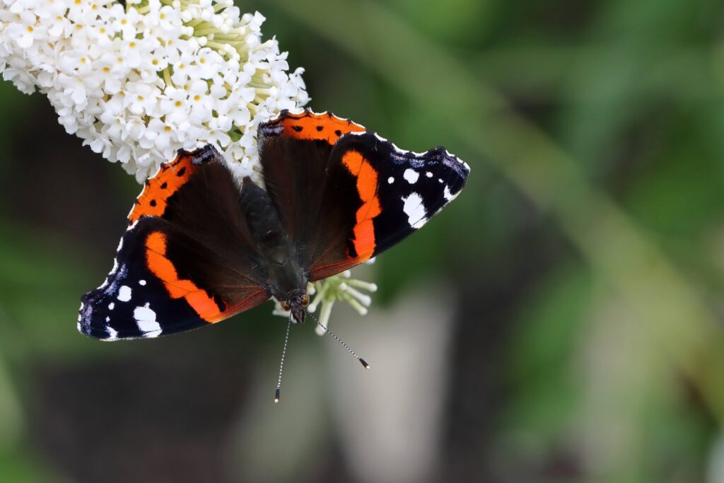 Admiral, Vanessa atalanta