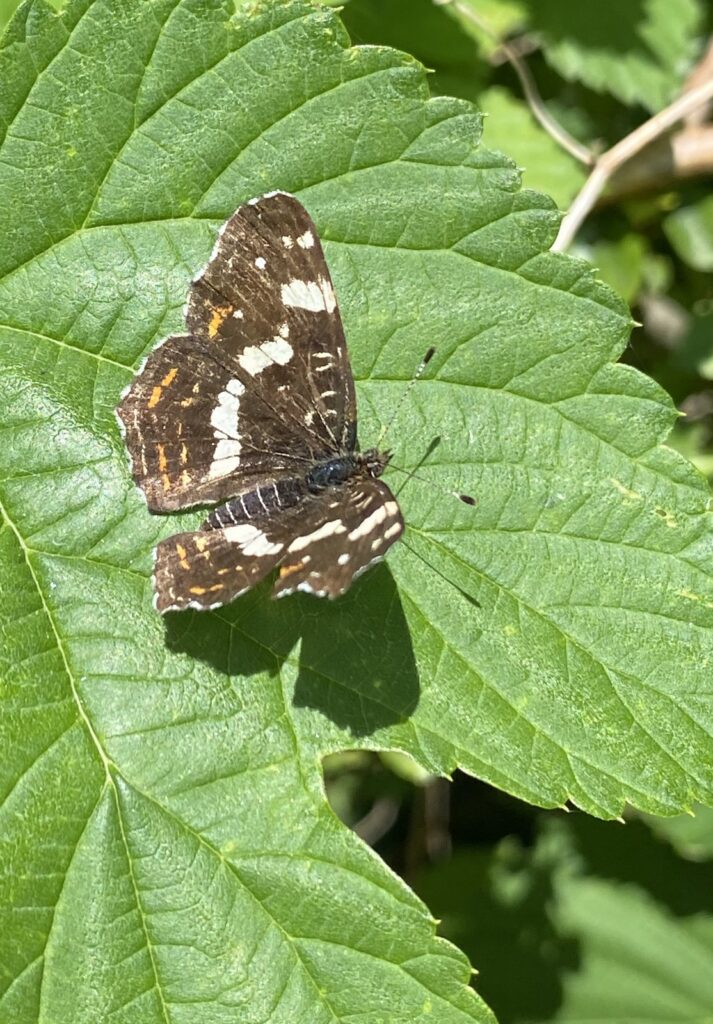 Nældesommerfugl, Araschnia levana f. prorsa