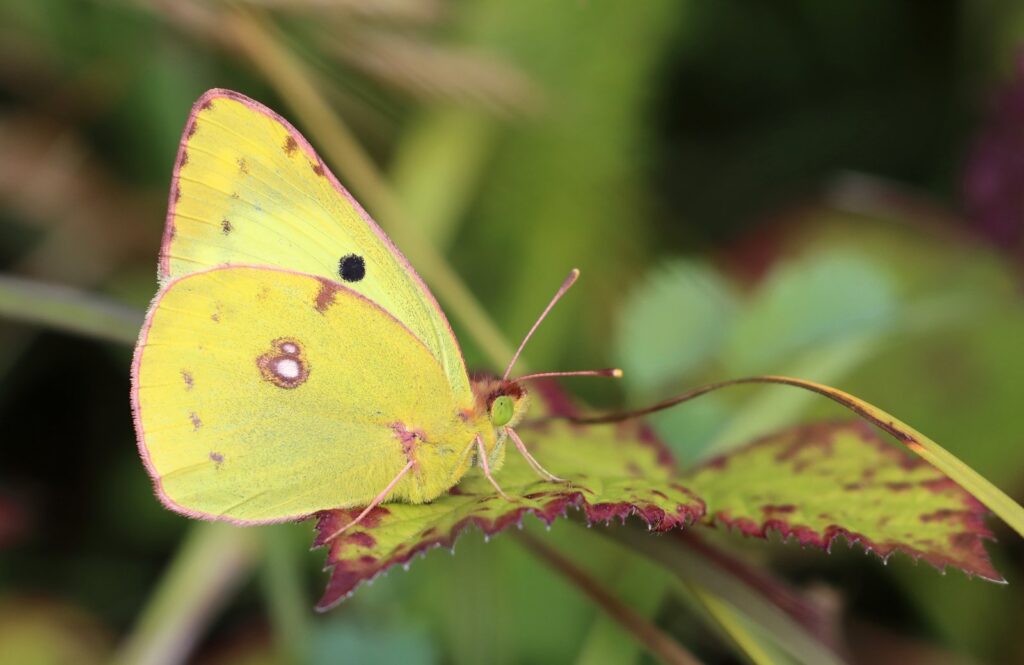 Gul høsommerfugl, Colias hyale