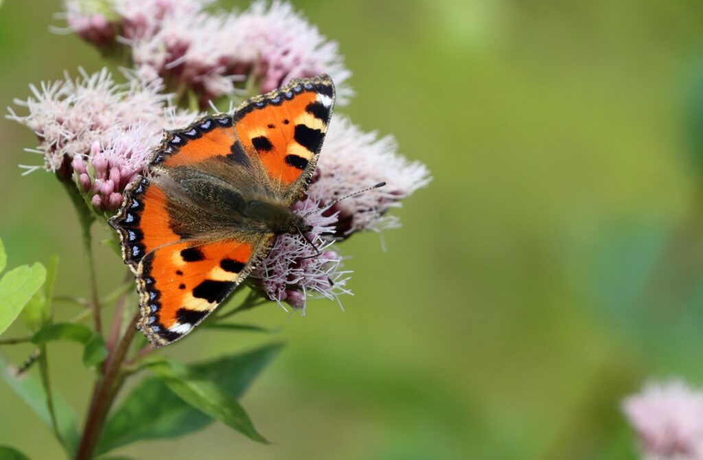 Nældens takvinge, Aglais urticae