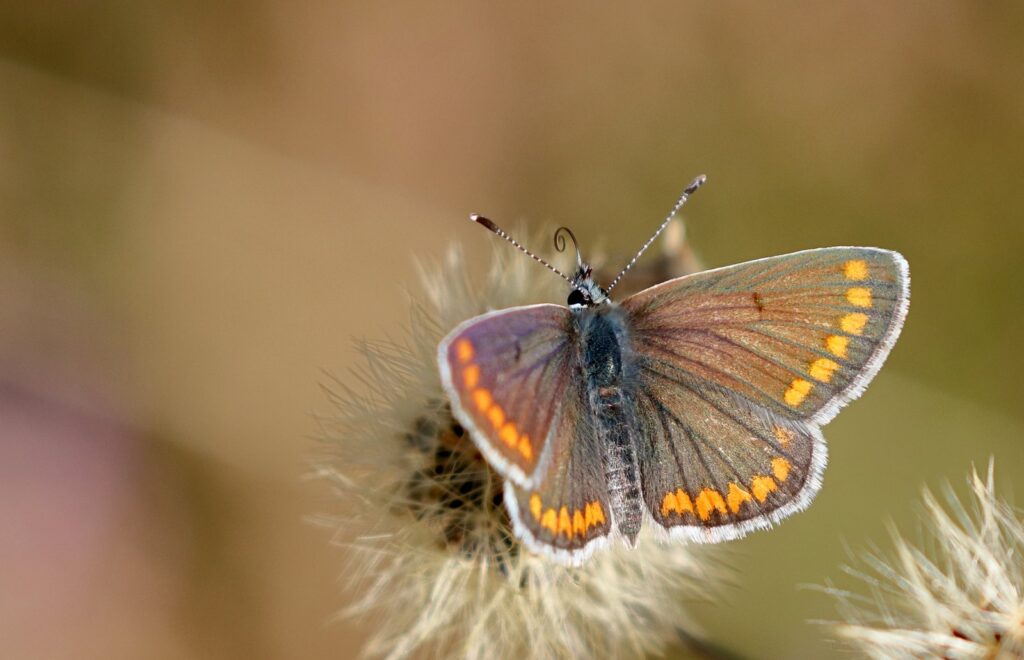 Rødplettet blåfugl, Aricia agestis