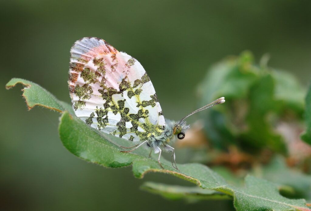 Aurora, Anthocharis cardamines