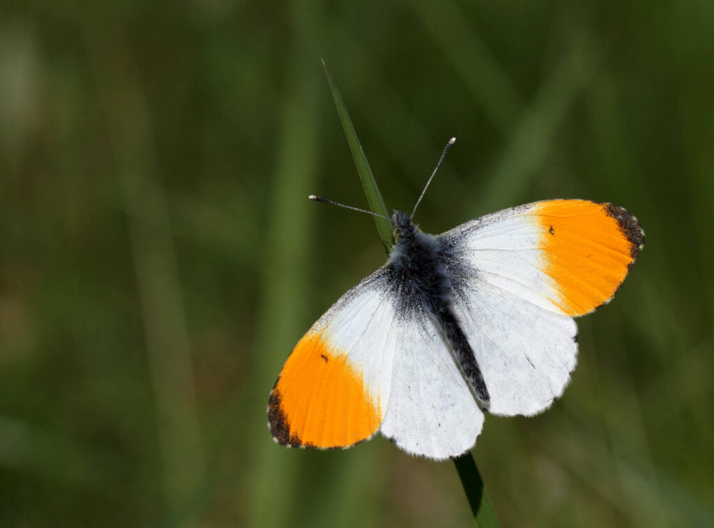 Aurora, Anthocharis cardamines