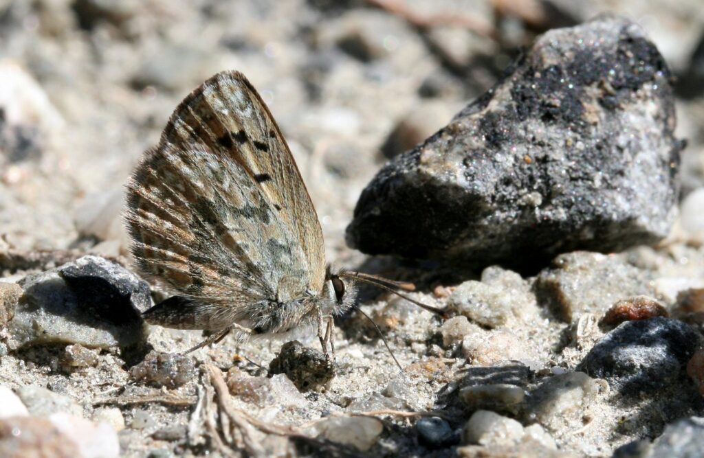 Boulder Butterfly, Lycaena boldenarum