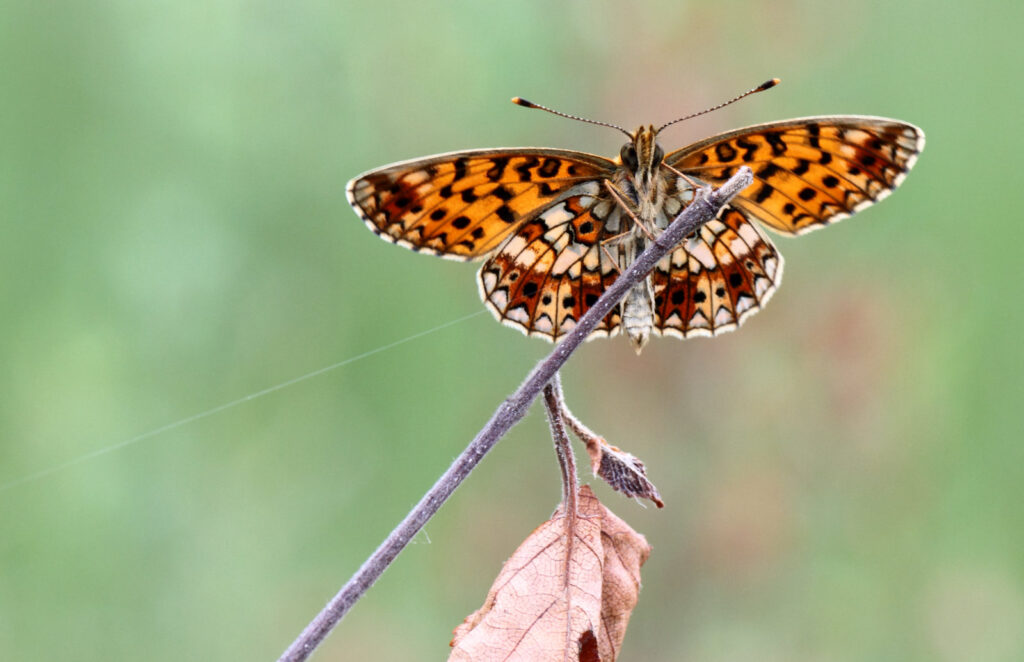 Brunlig Perlemorsommerfugl, Boloria selene