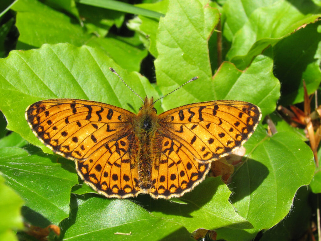 Brunlig Perlemorsommerfugl, Boloria selene