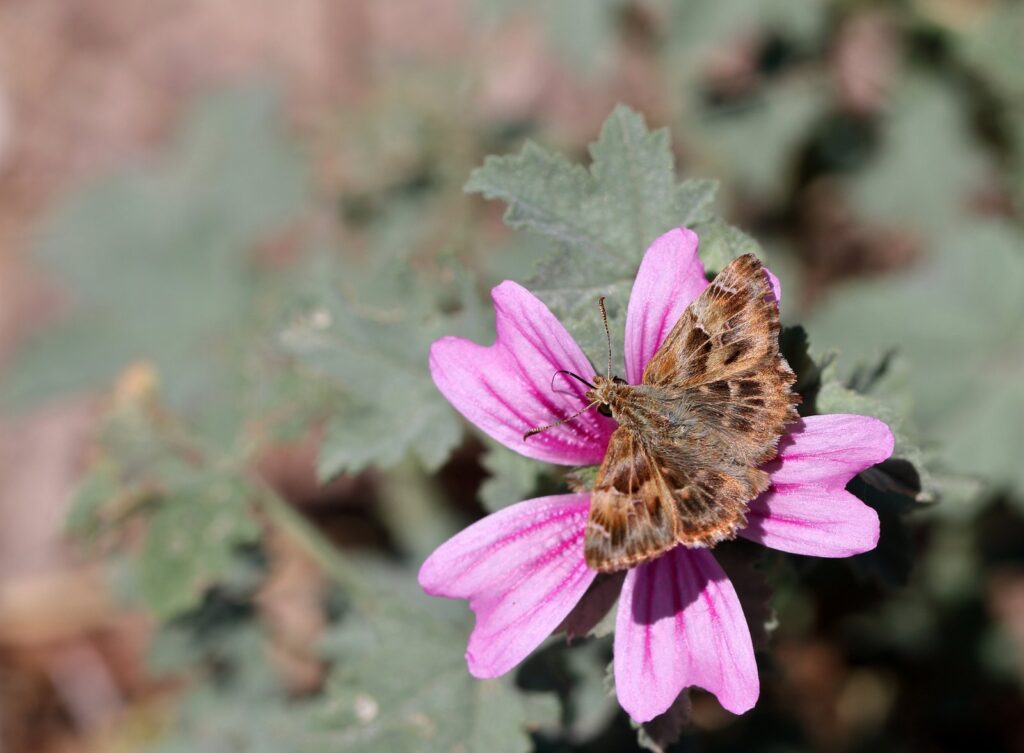 Marmorbredpande, Carcharodus alceae