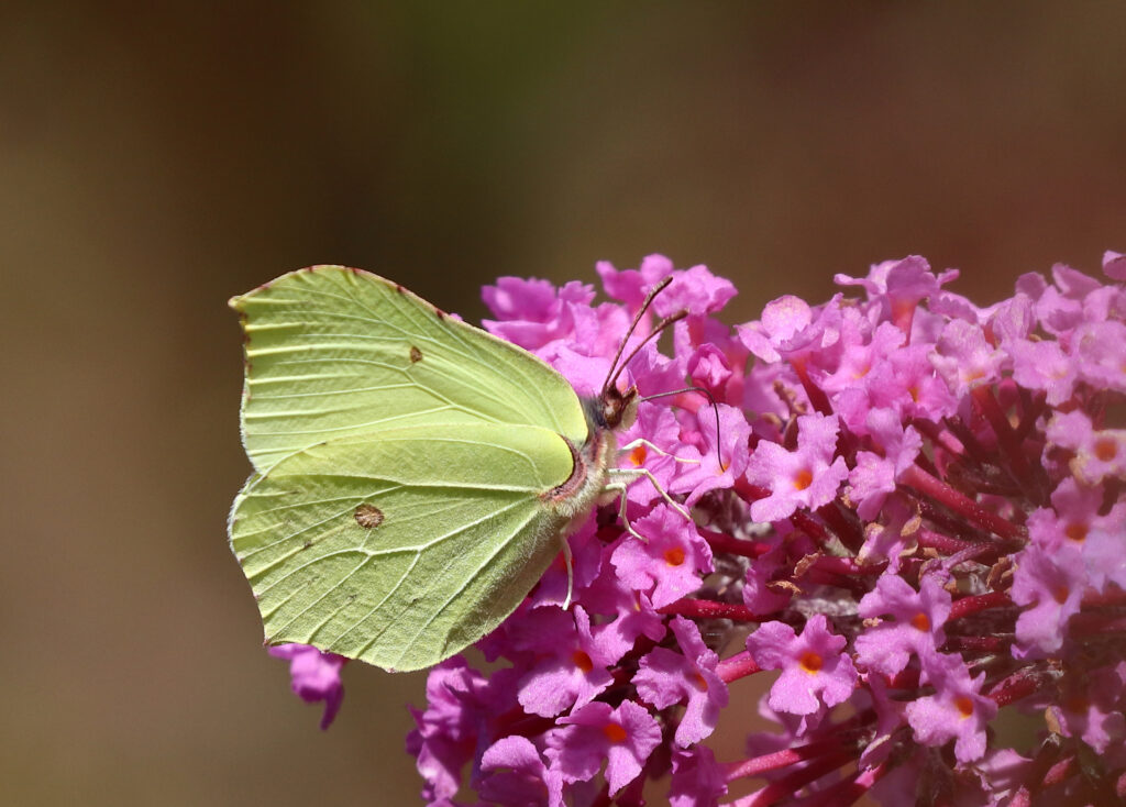 Citronsommerfugl, Gonepteryx rhamni