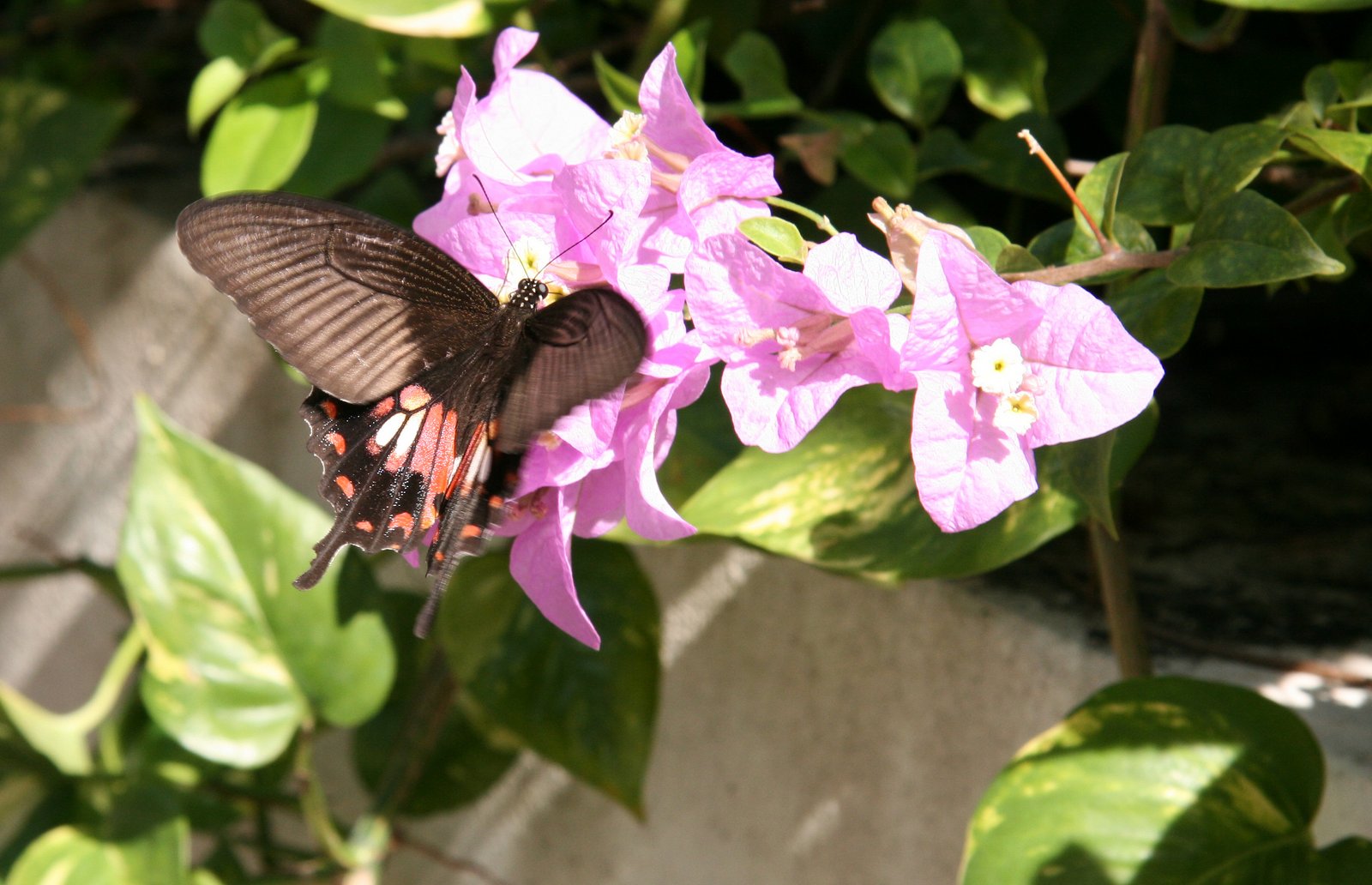 Common Mormon, Papilio polytes, Ao Nang