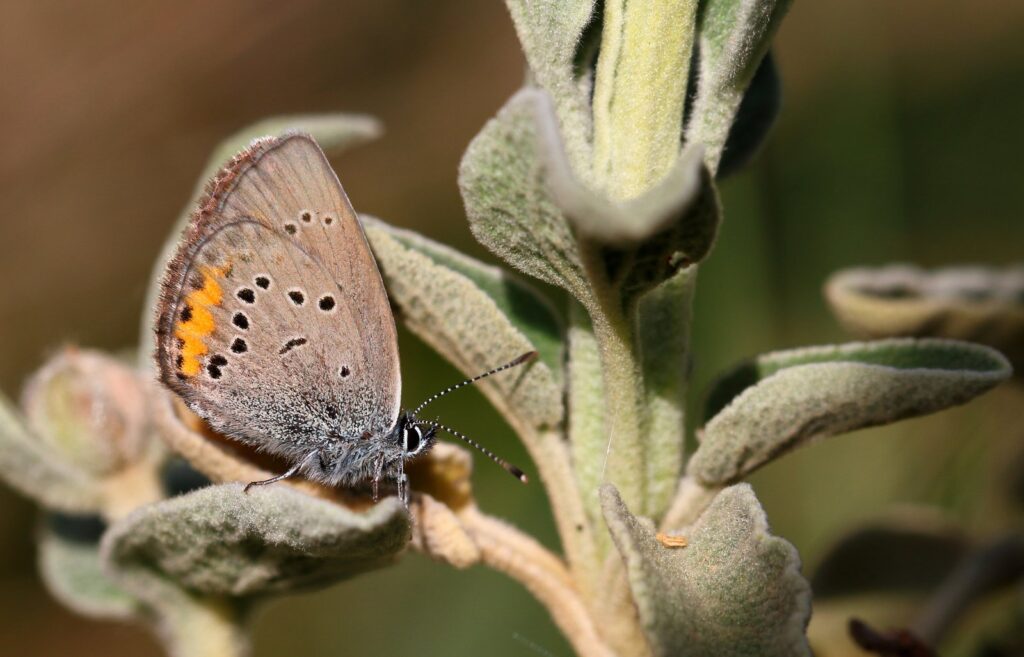 Græsk Engblåfugl, Cyaniris helena