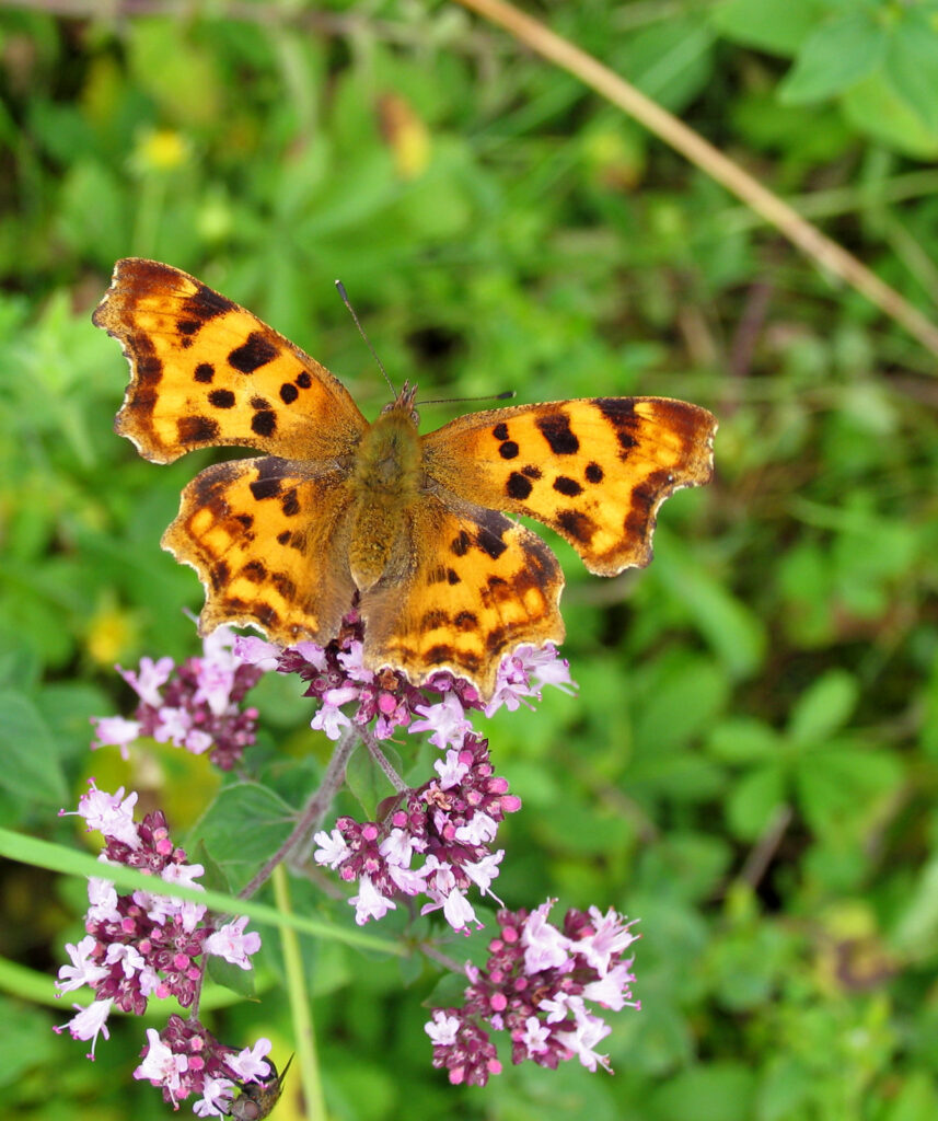 Det hvide C, Polygonia c-album