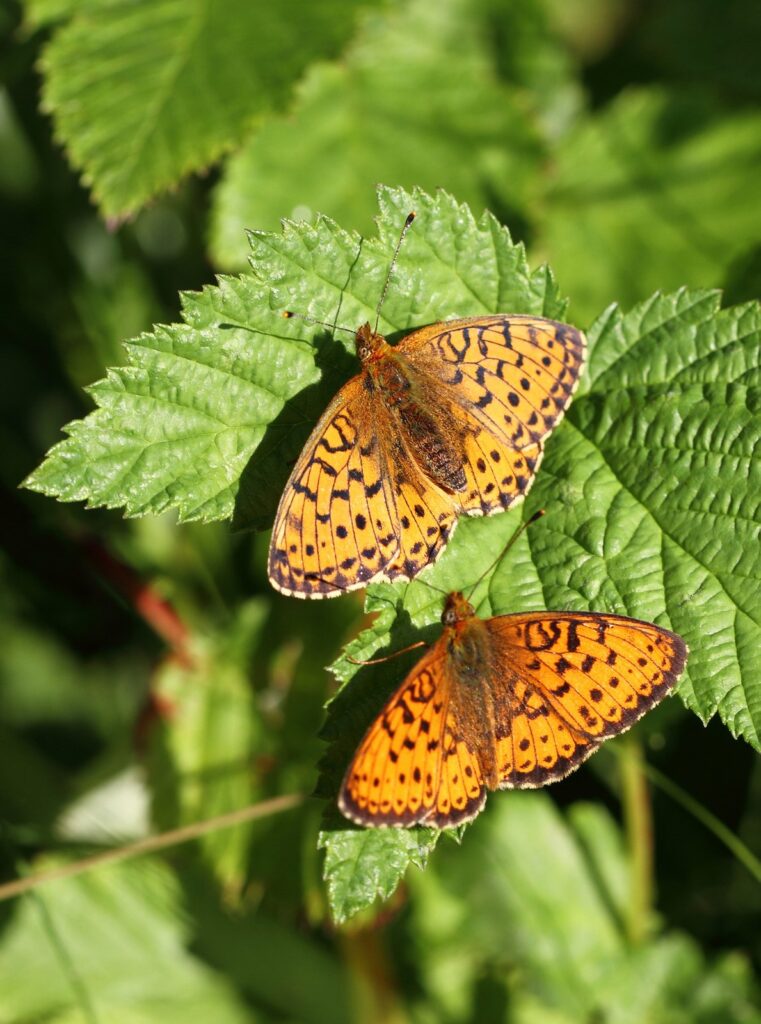 Engperlemorsommerfugl, Brenthis ino