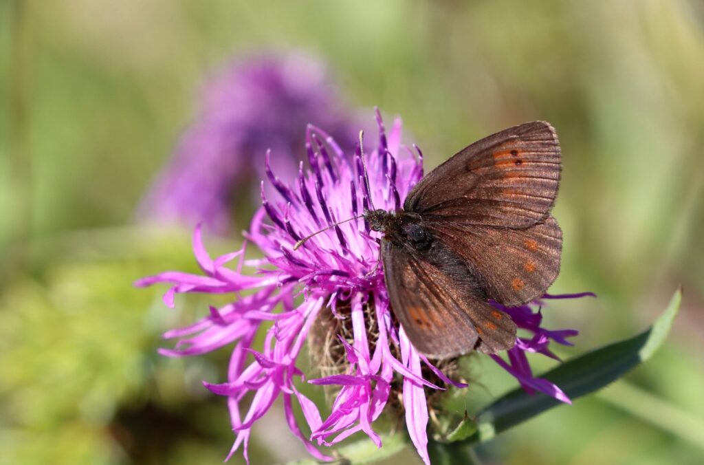 Schweizisk Messing-Bjergrandøje, Erebia tyndarus