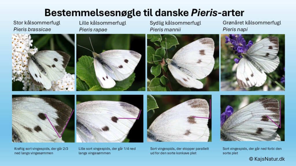 Identification key for Pieris mannii and Pieris rapae wing characters.