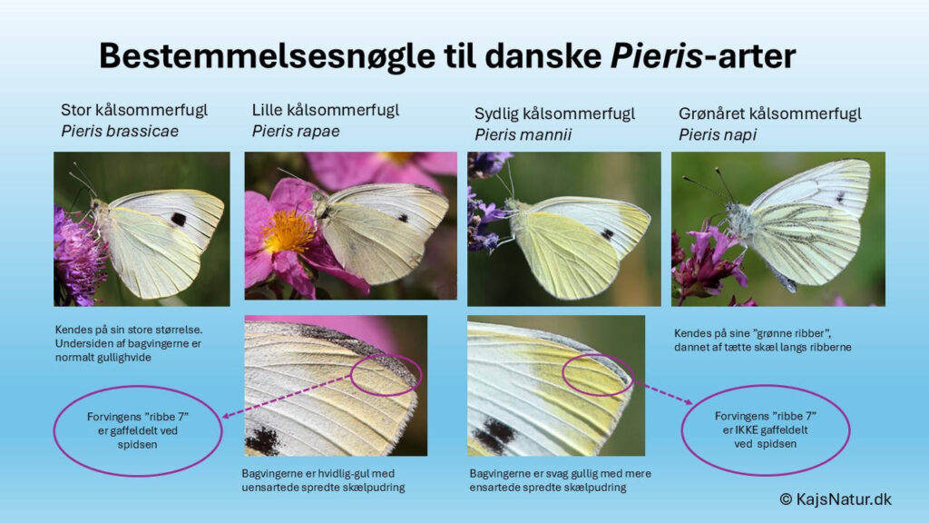 Diagnostic characters of Pieris mannii underside and vein 7.