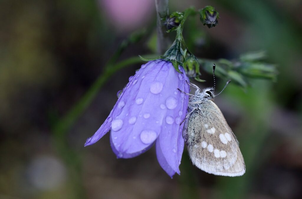 Fjeldblåfugl, Agriades orbitulus