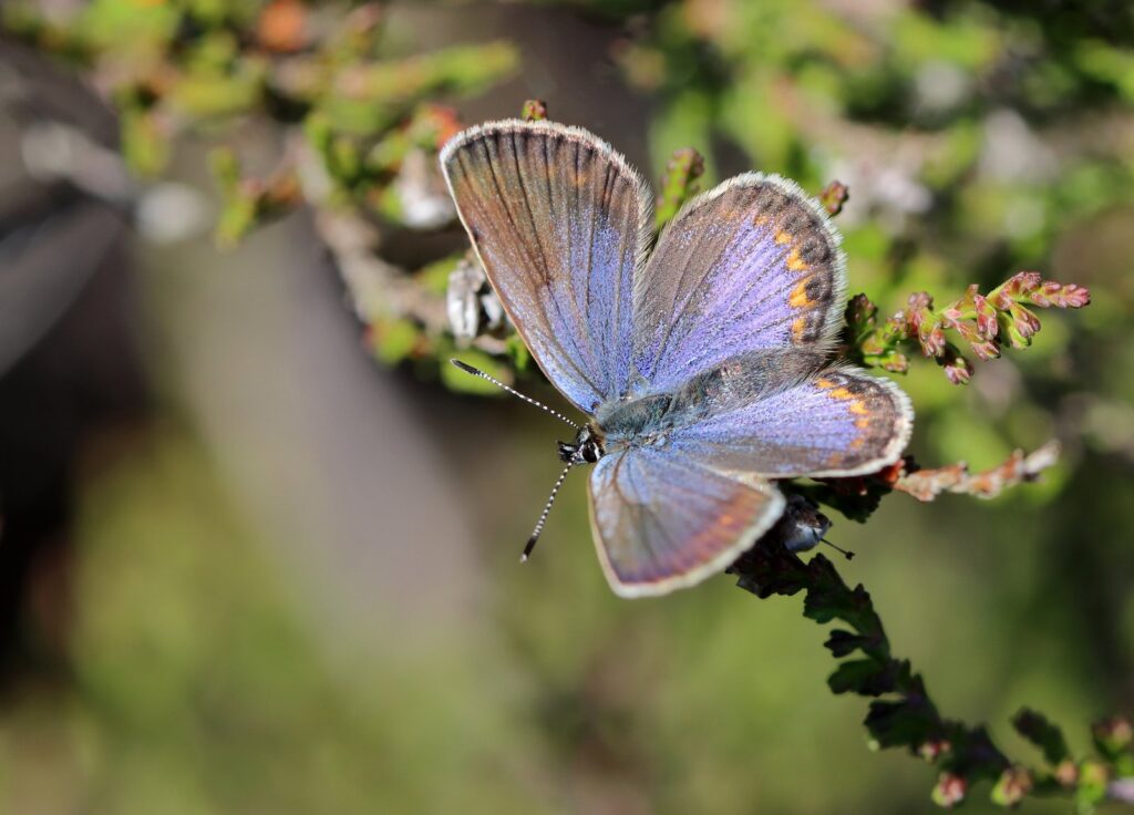 Foranderlig blåfugl, Plebejus idas