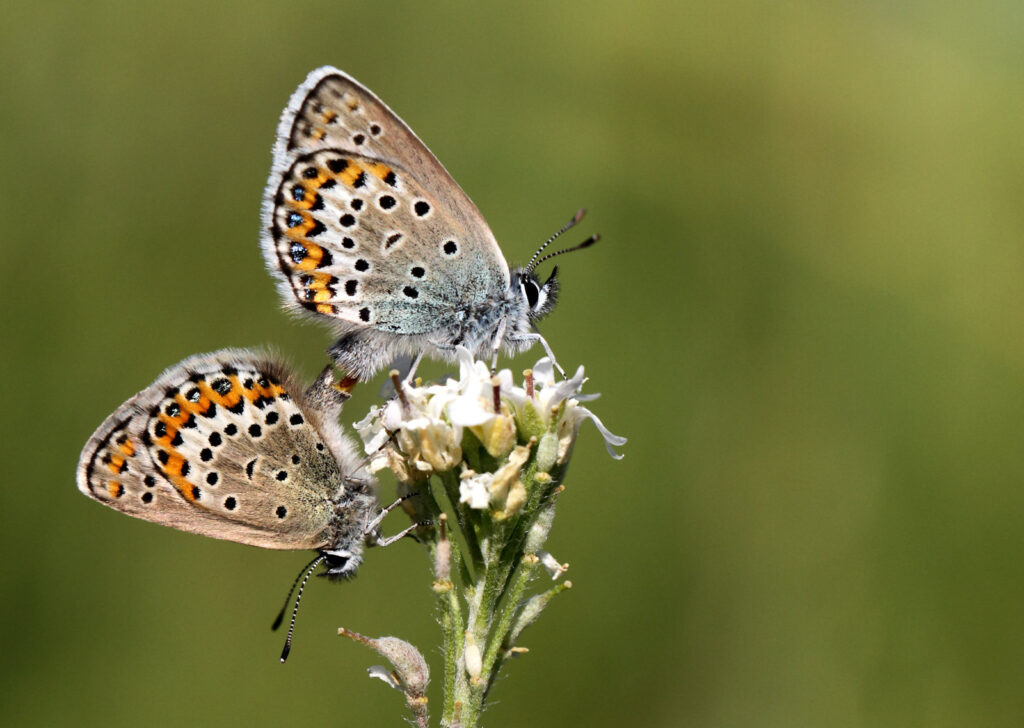 Foranderlig blåfugl, Plebejus idas