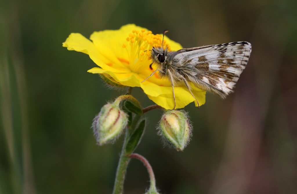 Fransk bredpande, Pyrgus amoricanus