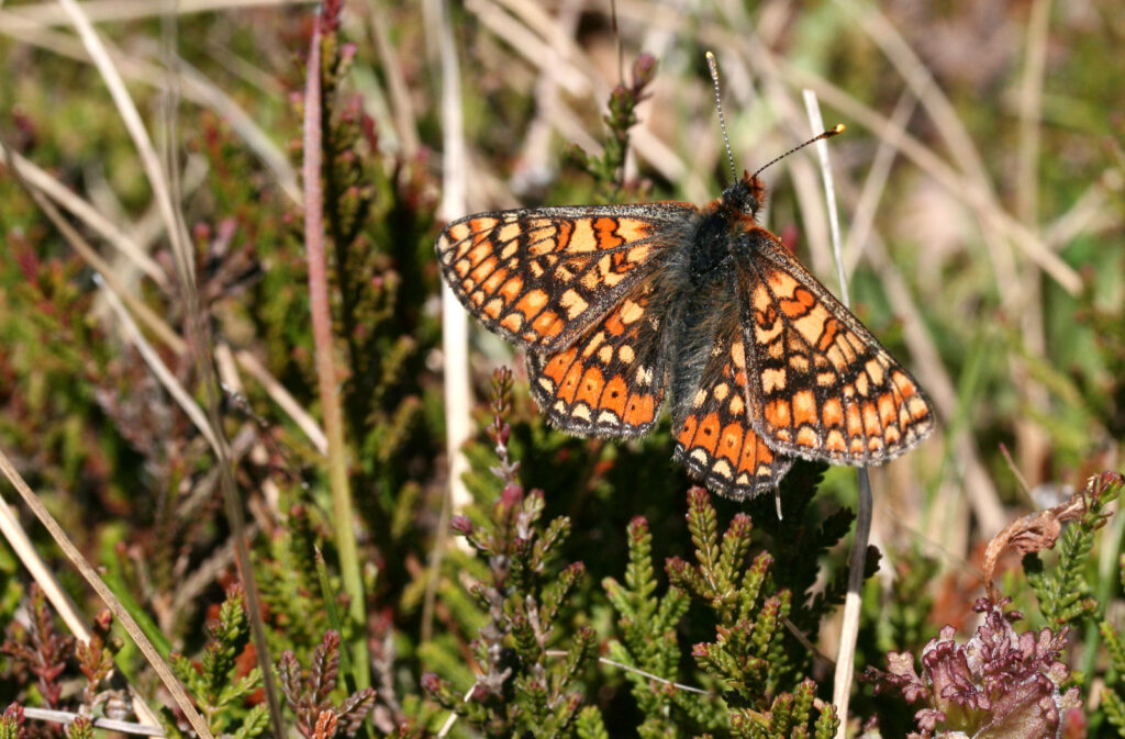 Hedepletvinge, Euphydryas aurinia