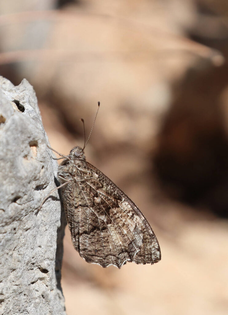 Balkan Klipperandøje, Hipparchia fatua