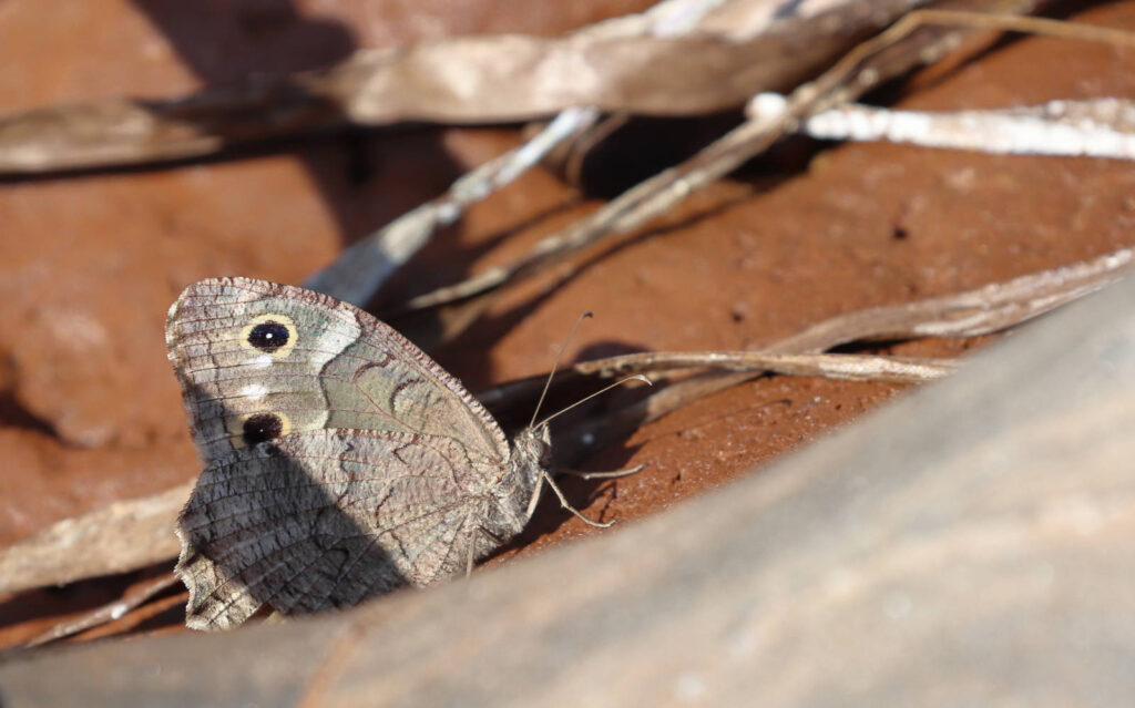 Balkan Klipperandøje, Hipparchia fatua