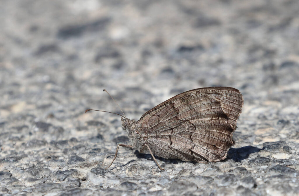 Balkan Klipperandøje, Hipparchia fatua