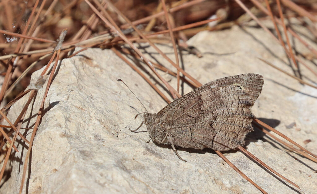 Balkan Klipperandøje, Hipparchia fatua