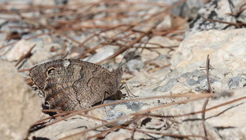 Balkan Klipperandøje, Hipparchia fatua