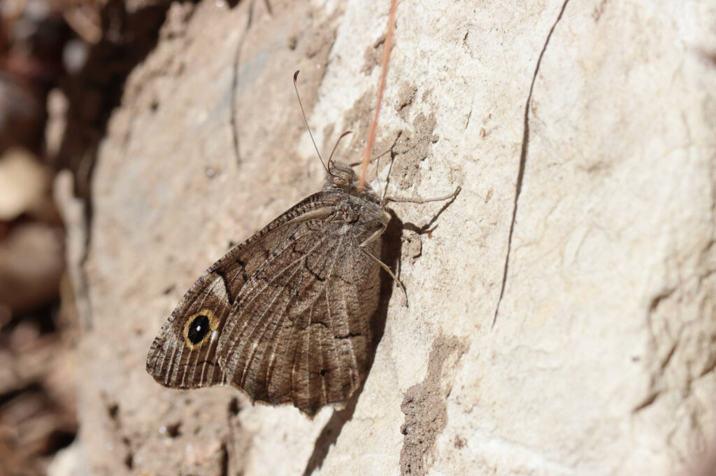 Balkan Klipperandøje, Hipparchia fatua