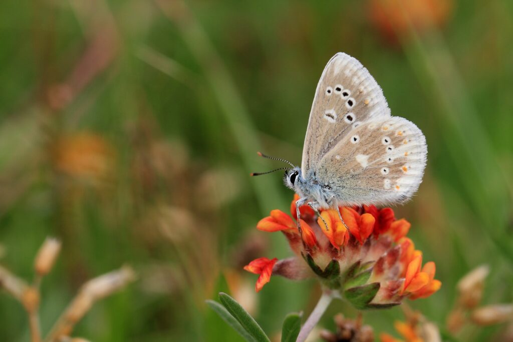 Hvidrandet blåfugl, Polyommatus dorylas