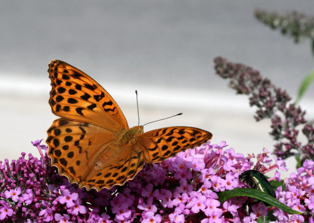 Kejserkåbe, Argynnis paphia