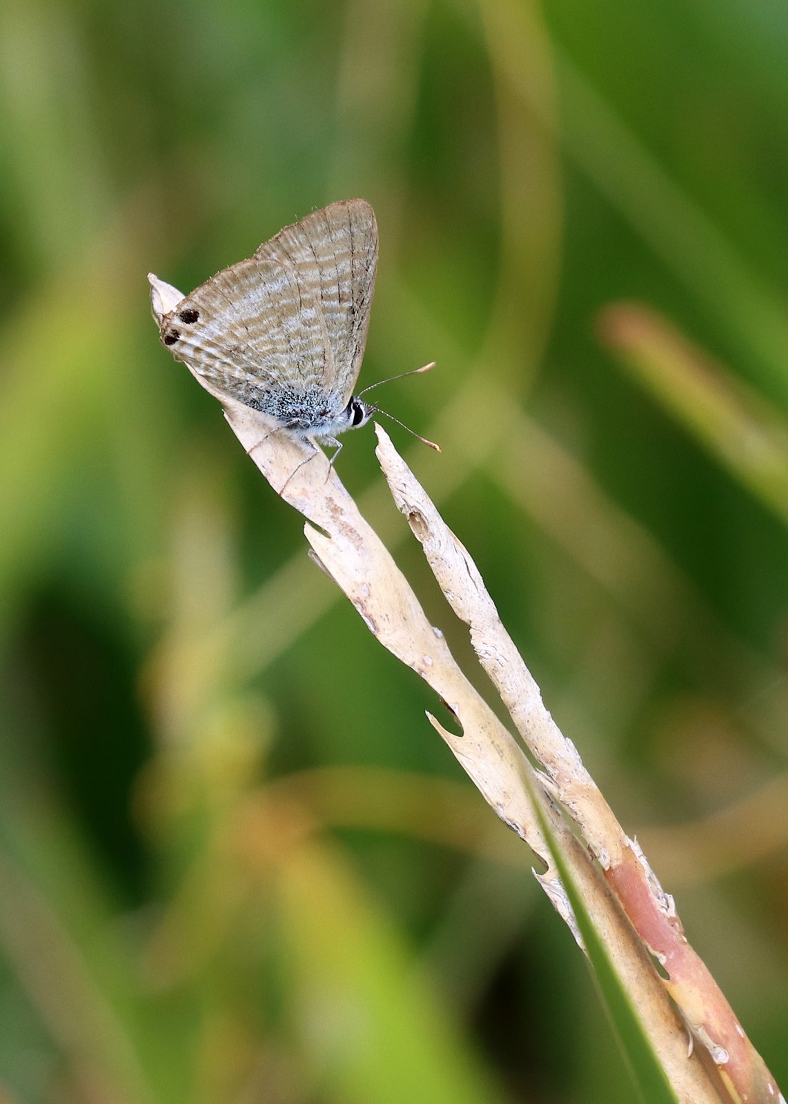 Long-tailed blue, Lampides boeticus