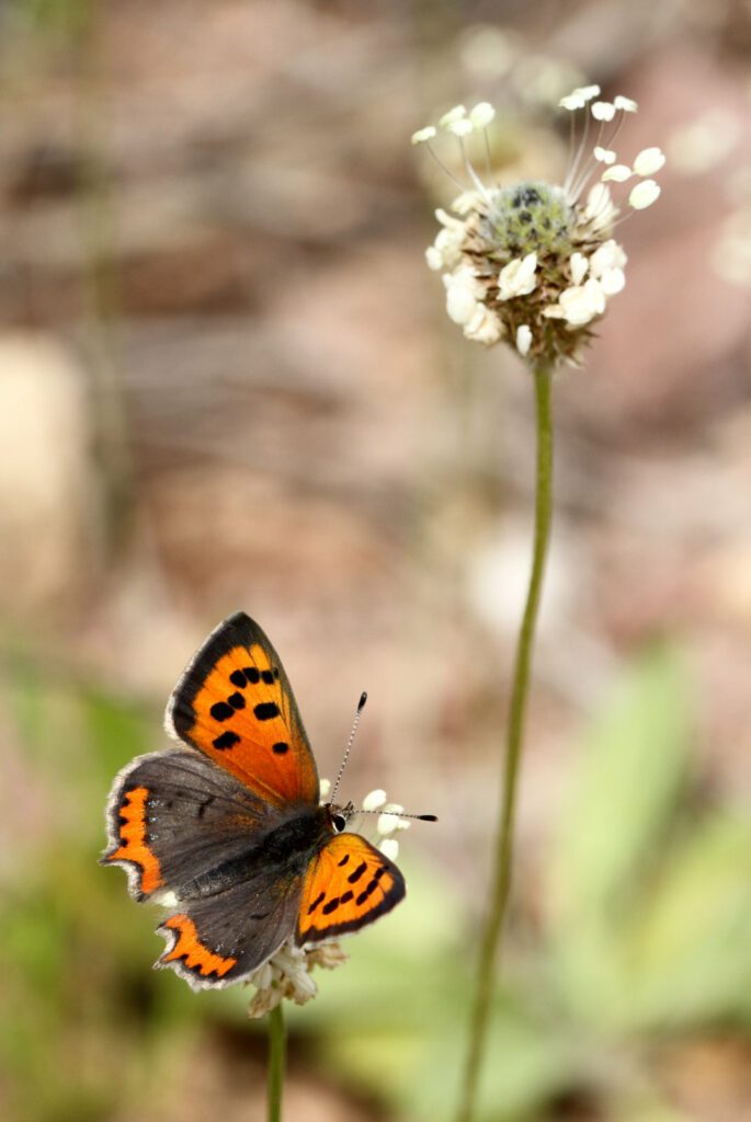 Lille ildfugl, Lycaena phlaeas