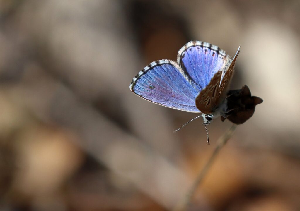 Adonisblåfugl, Lysandra bellargus