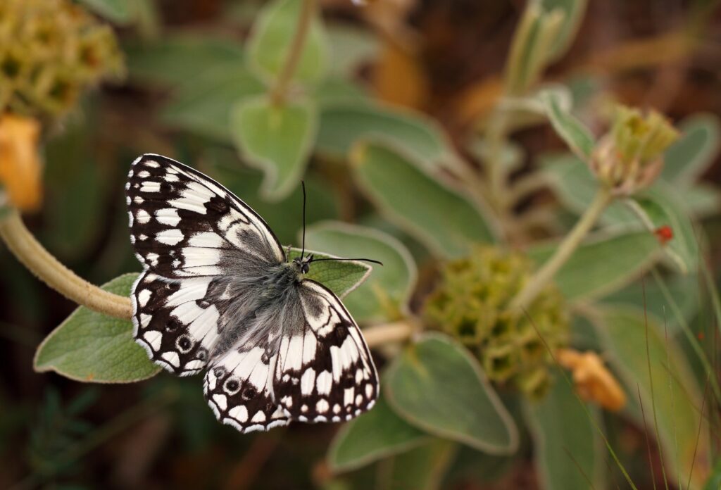 Balkan Skakbrætsommerfugl, Melanargia larissa