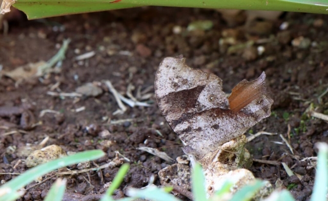 Common Evening Brown, Melanitis leda helena – Dry-season form