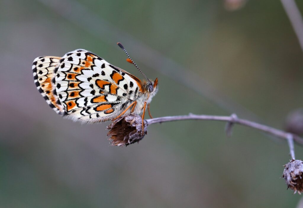 Okkergul pletvinge, Melitaea cinxia