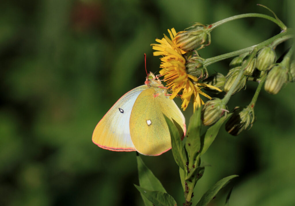 Mosehøsommerfugl, Colias palaeno