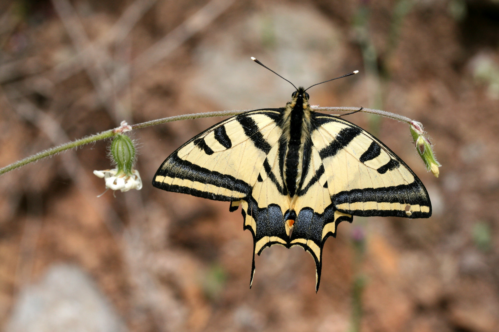 Alexanors svalehale, Papilio alexanor