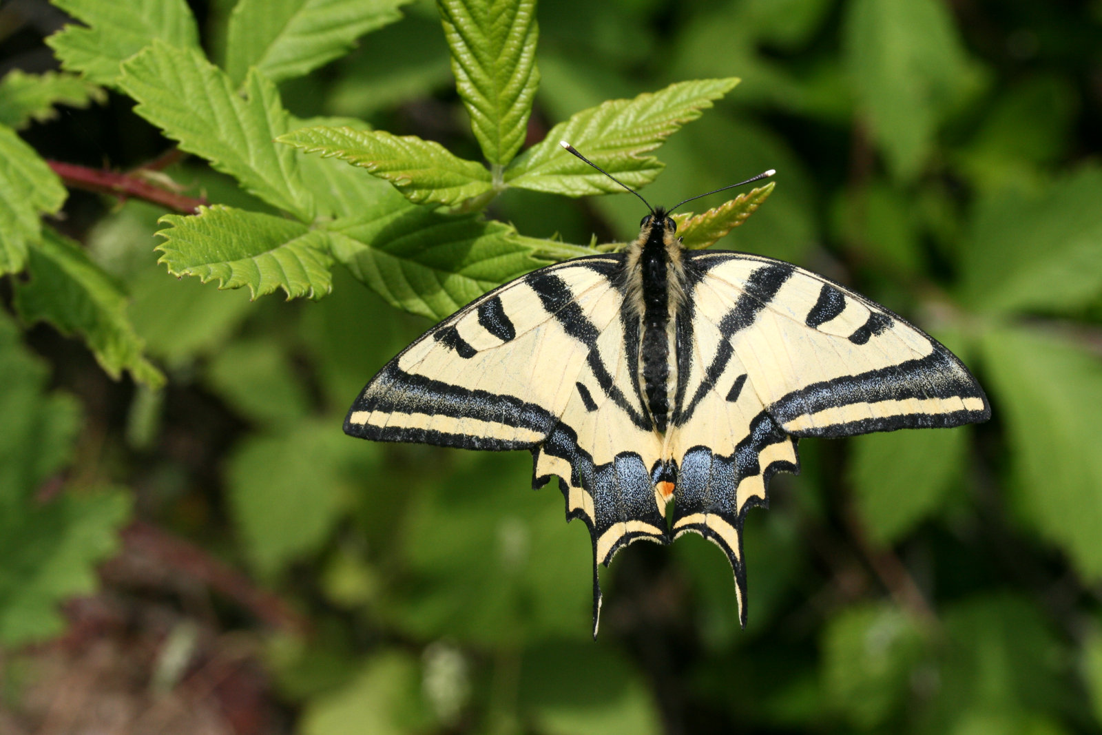 Alexanors svalehale, Papilio alexanor