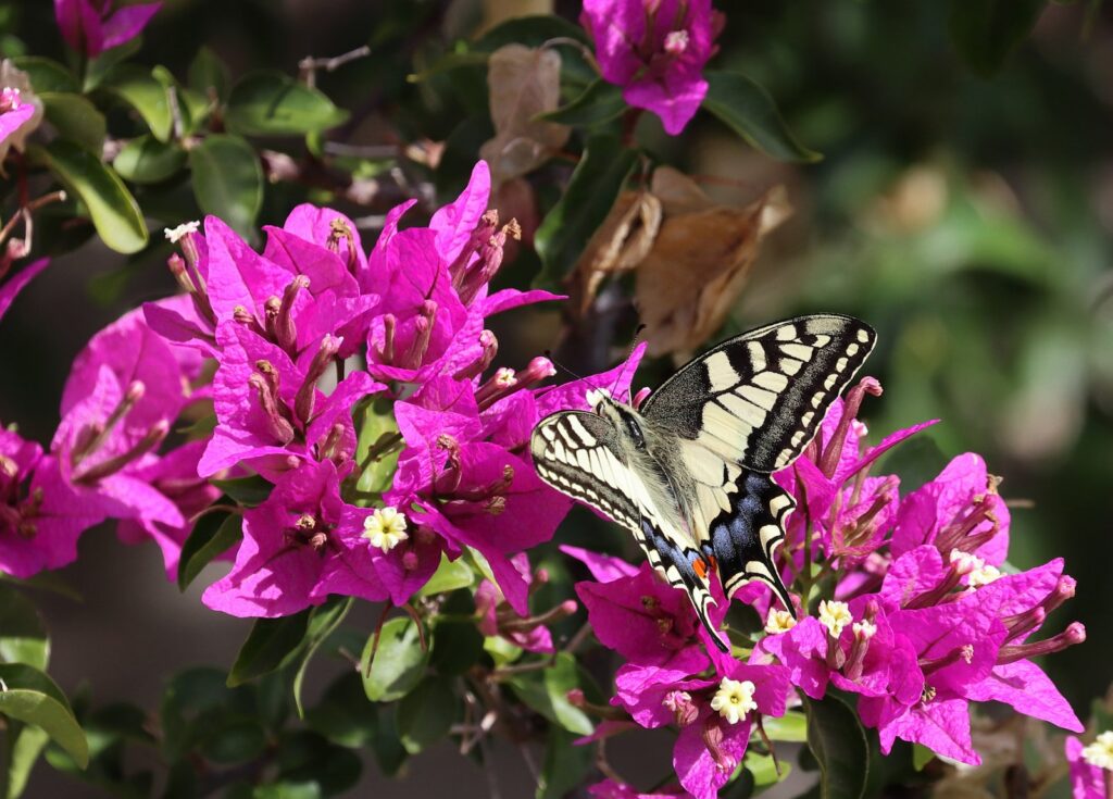 Svalehale, Papilio machaon