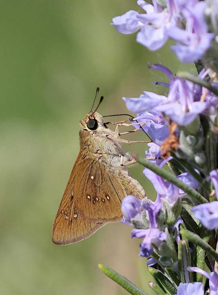 Stor chokoladebredpande, Pelopidas thrax