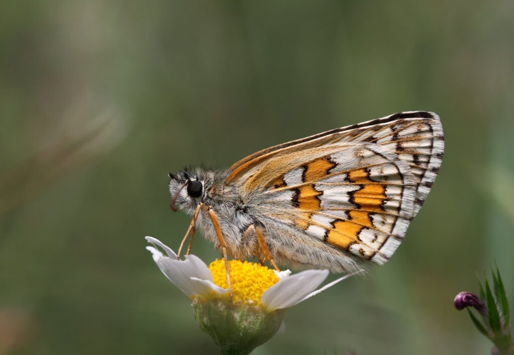 Gulbåndet bredpande, Pyrgus sidae