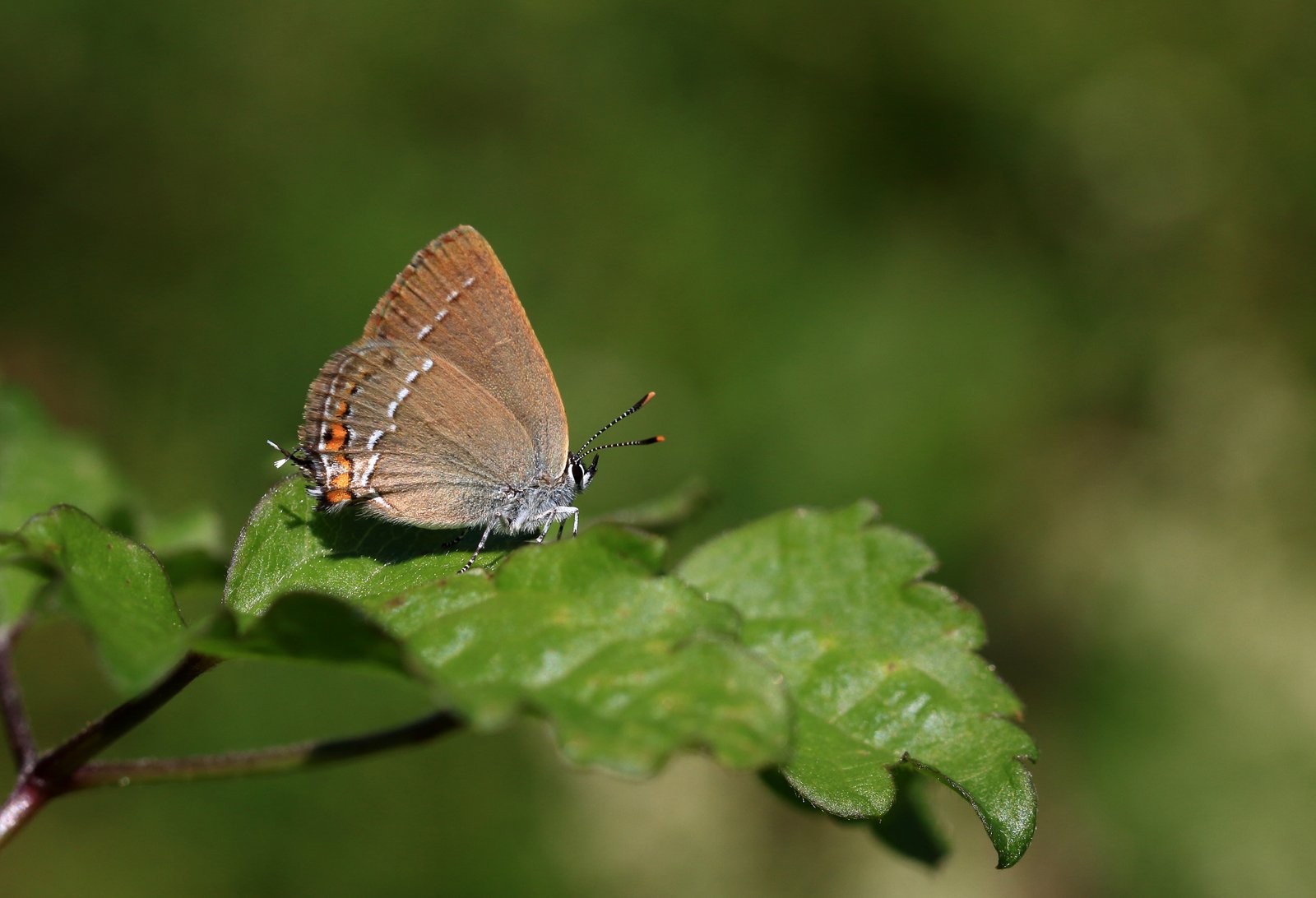 Lille slåensommerfugl, Satyrium acaciae