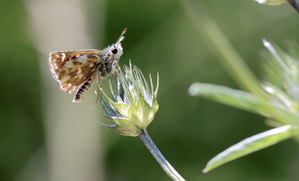 Bibernellebredpande, Spialia sertorius