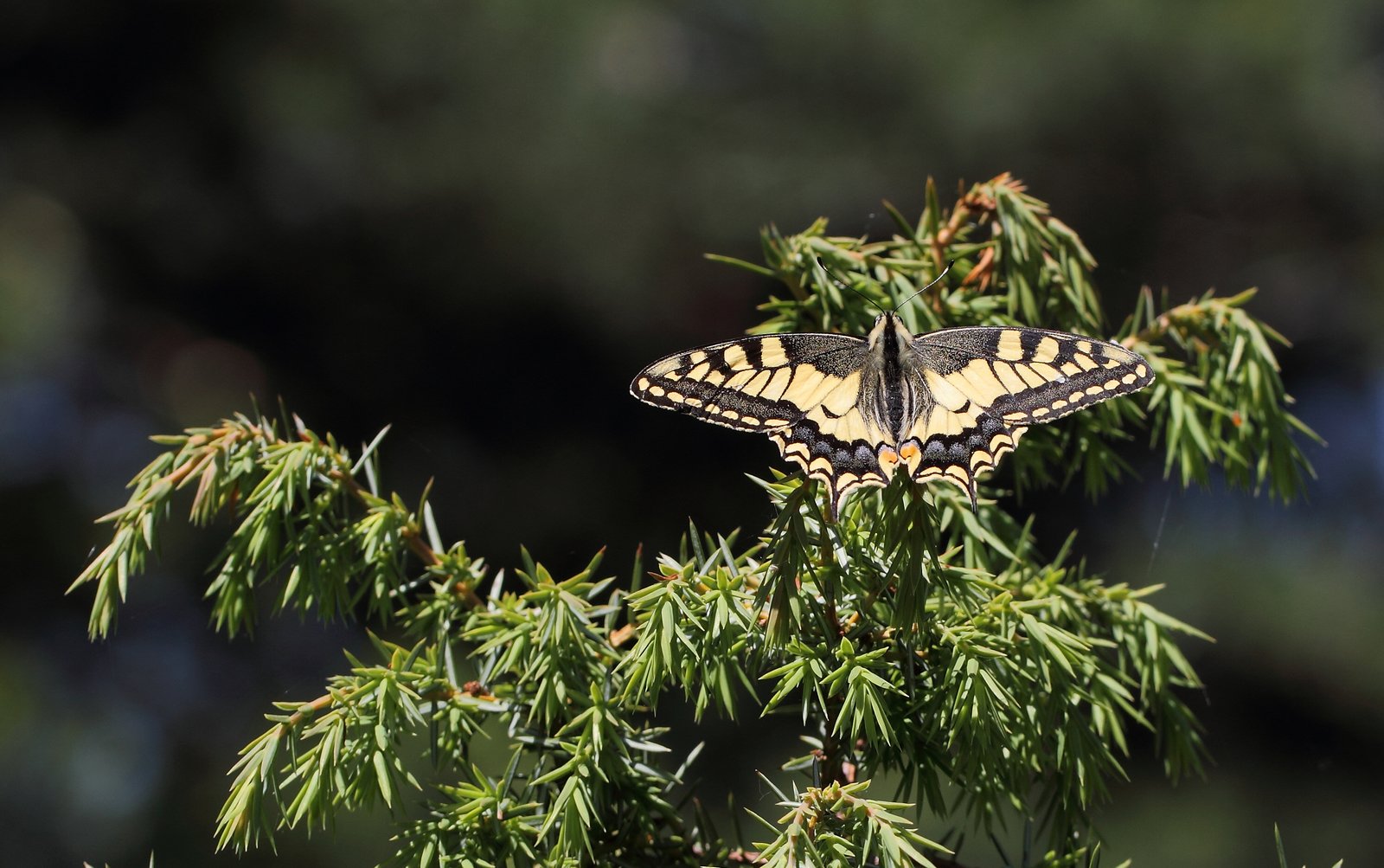 Svalehale, Papilio machaon